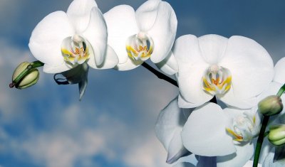 Vente d'orchidée en pot à Puget-ville 
