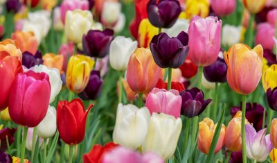 Composition de tulipes à Cuers 