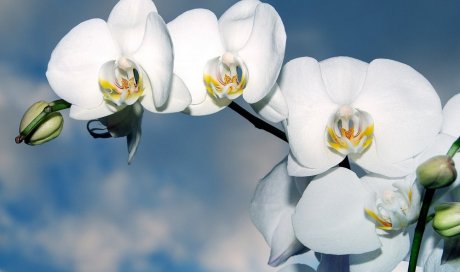 Vente d'orchidée en pot à Puget-ville 